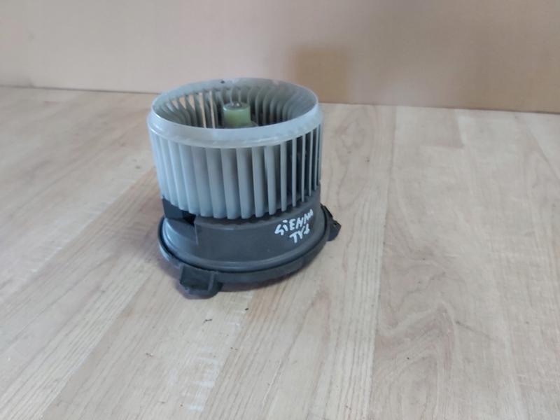 Co oznacza mucha we śnie? Zgłębiamy sennik i interpretację snu o musze