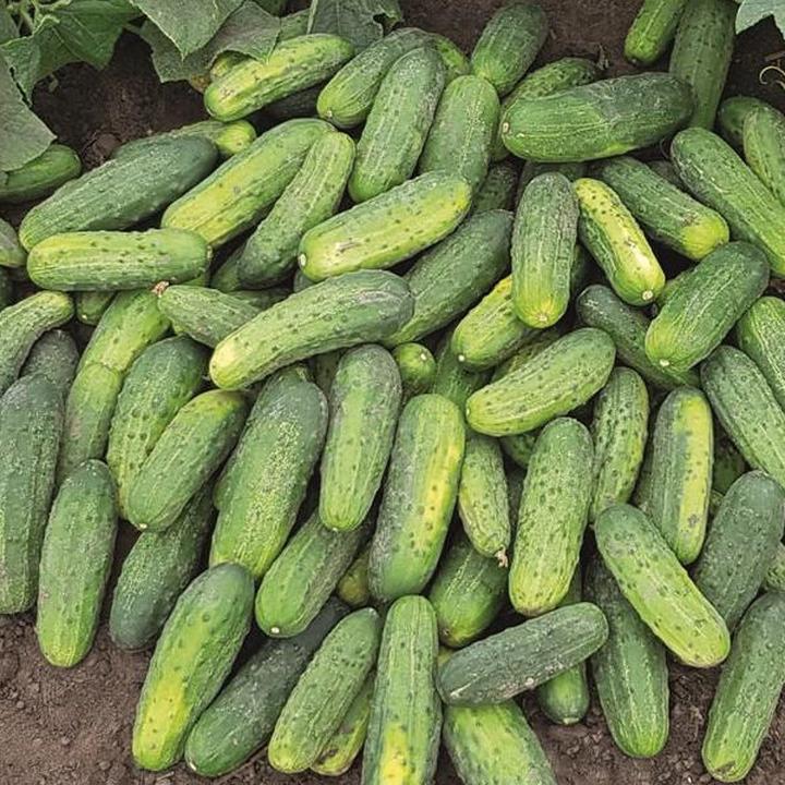 Jak obrócić ogórka, by cieszyć się jego smakiem bez goryczy?