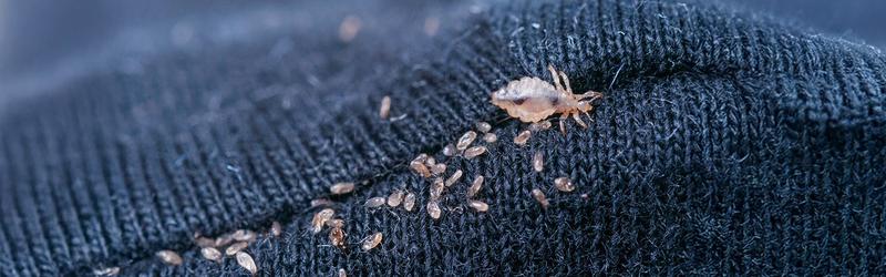 Zwalczanie wszy w domu